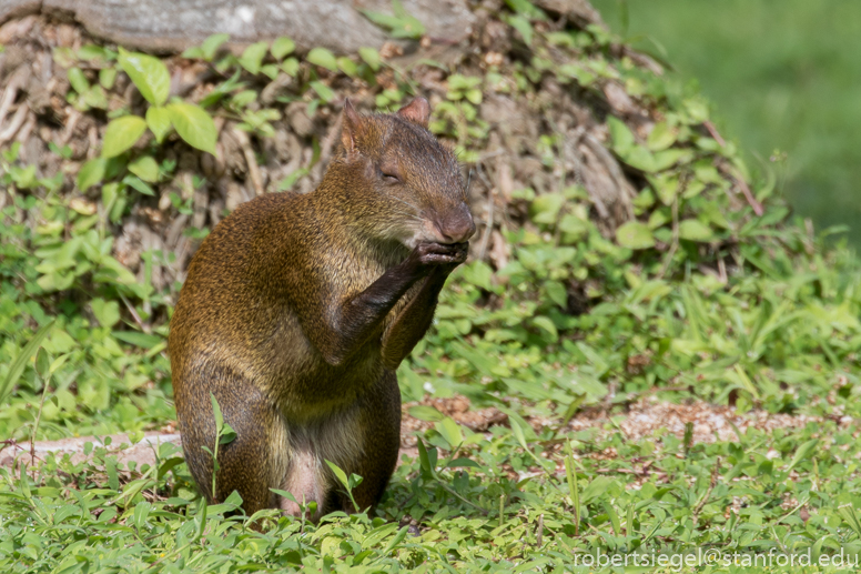 panama